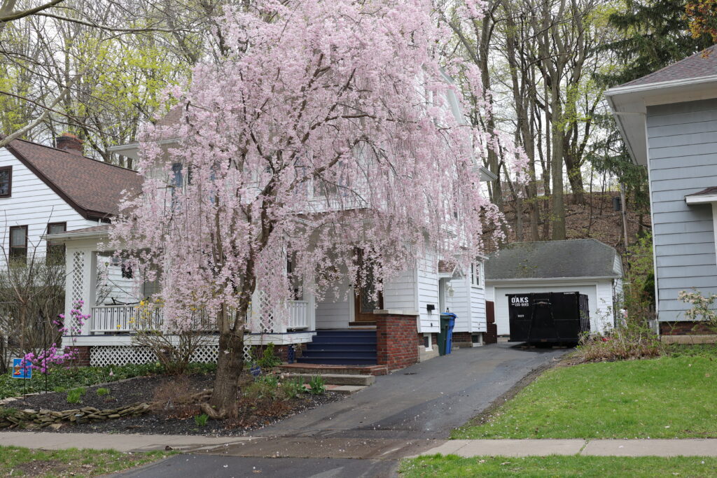 A house with a large pink tree in the front yard. The tree is in full bloom.