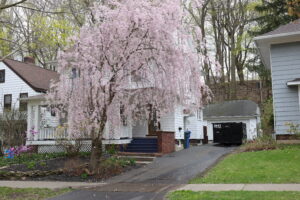 A house with a large pink tree in the front yard. The tree is in full bloom.