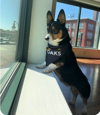 A dog wearing a Oaks bandana looking out a window.
