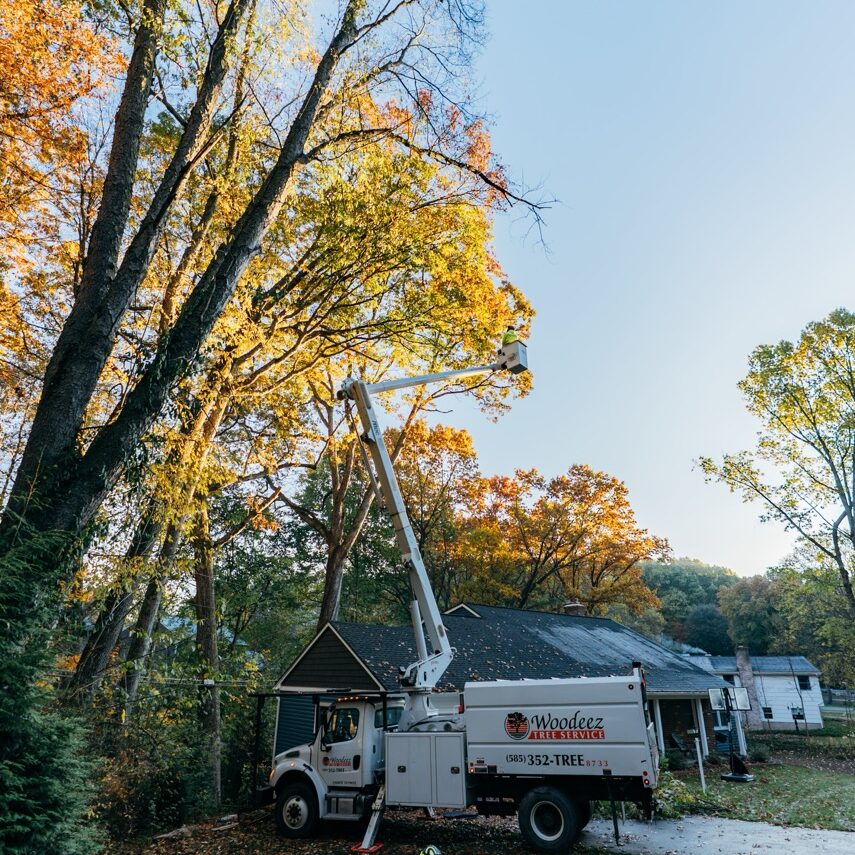 A tree removal service truck with a worker nearby